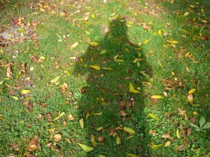 Der Schatten des Autors